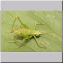 Leptophyes punctatissima - Punktierte Zartschrecke m01.jpg